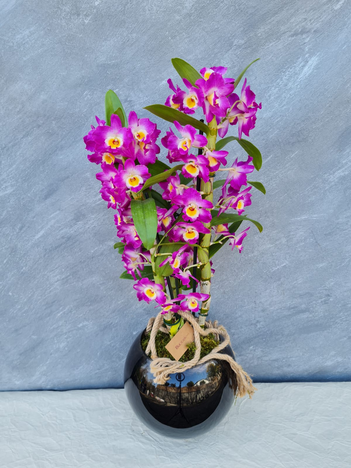Fuşya Dendrobıum orkide