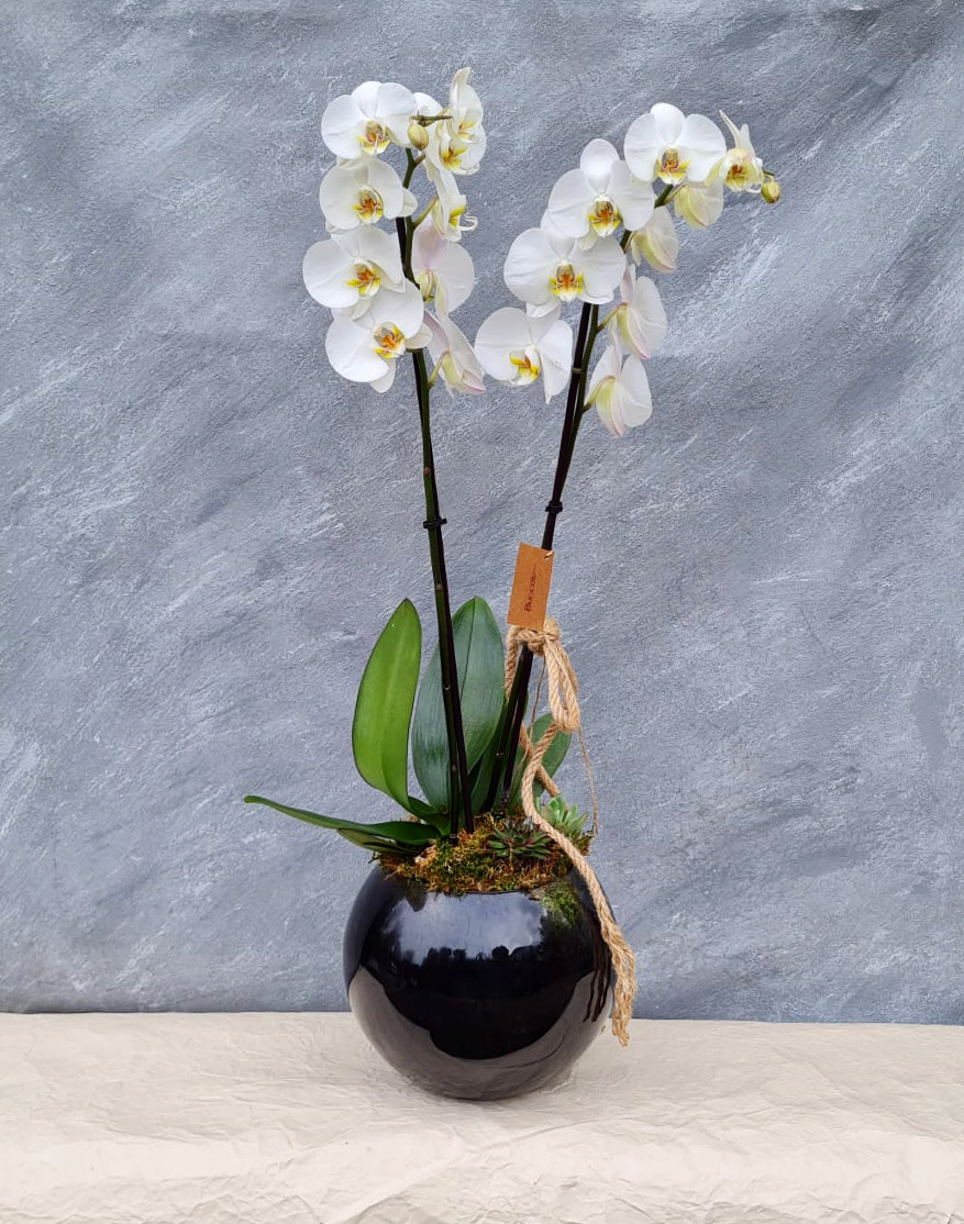 Beyaz Orkide Siyah Vazo