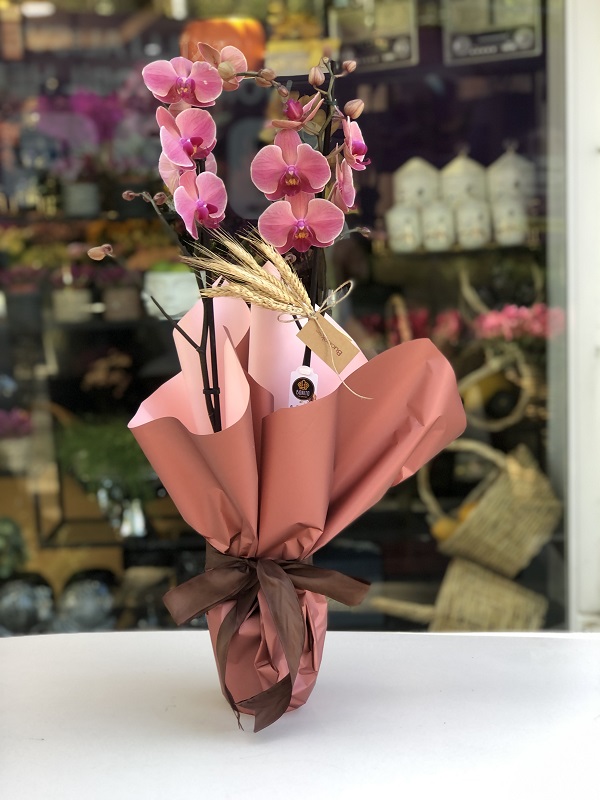 Gold Pink Orkide