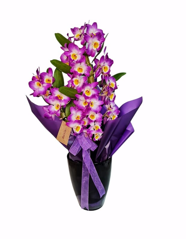 Kokulu Dendrobium orkide