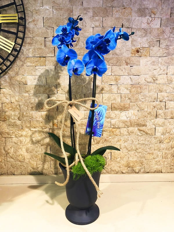 Blue Dream Mavi Orkide