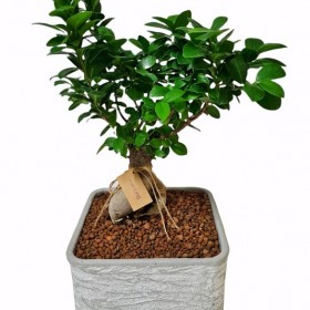 Ficus Bonsai Ağacı}