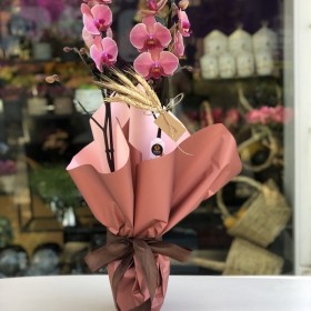 Gold Pink Orkide