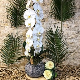 Phalaenopsis Orkide Beyaz}